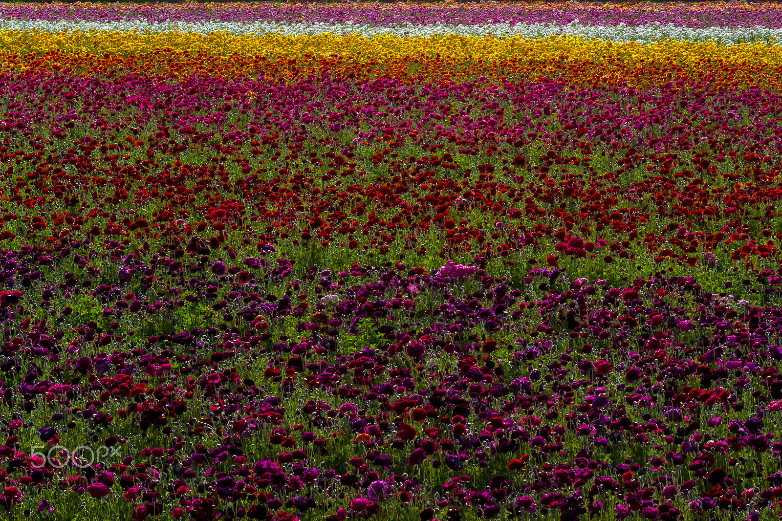 Nikon 1 J3 sample photo. Colorful flowers in carlsbad - march 23, 2018 photography