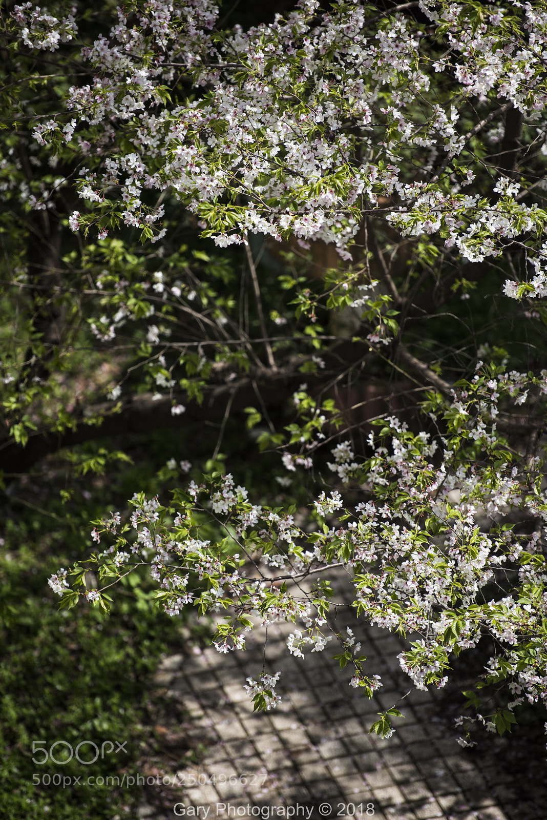 Nikon D810 sample photo. 春满枝头 photography