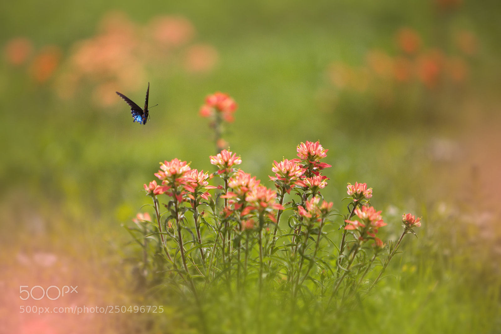 Canon EOS 5D Mark II sample photo. Fly little flutterby fly photography