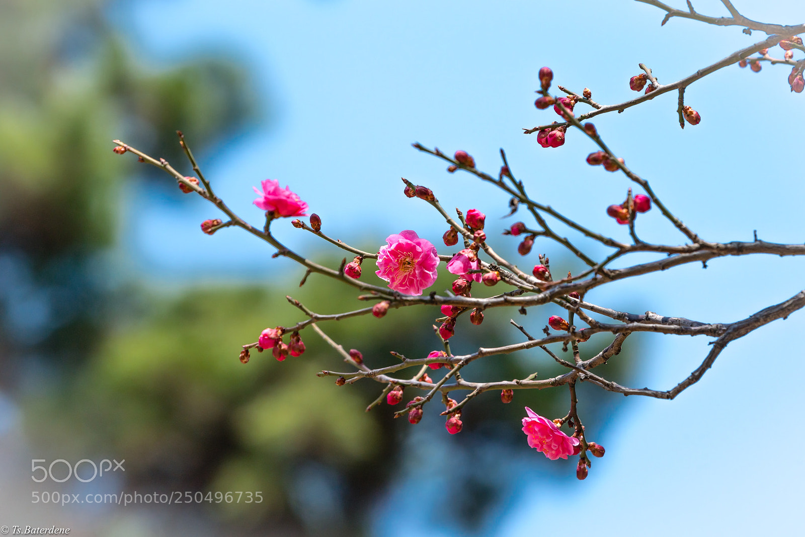 Sony a9 sample photo. Life is nice photography