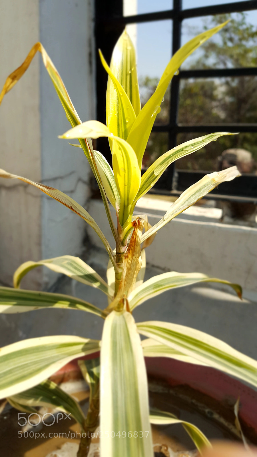 Samsung Galaxy Note5 sample photo. Untitled photography
