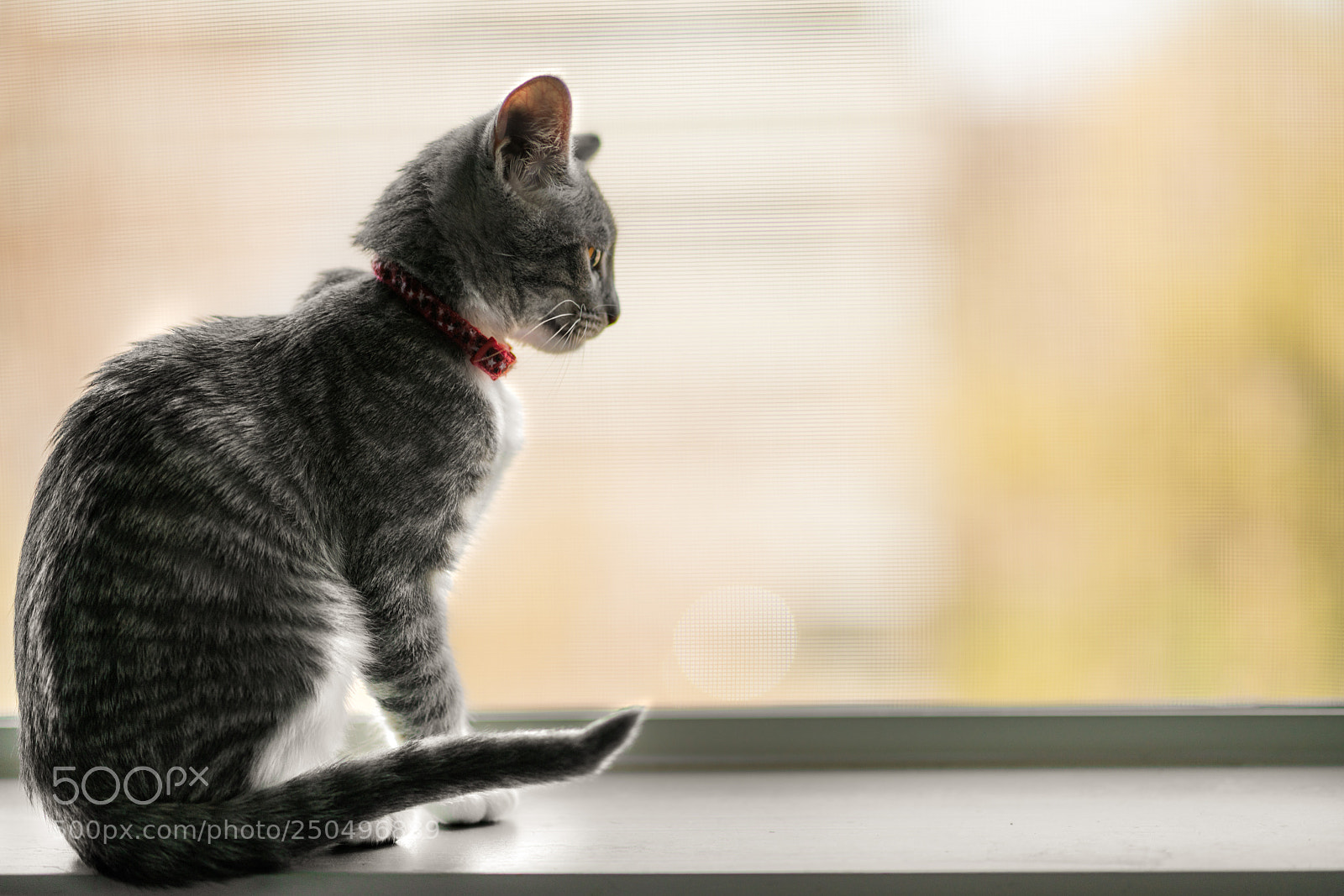 Sony a7R II sample photo. Tail point photography