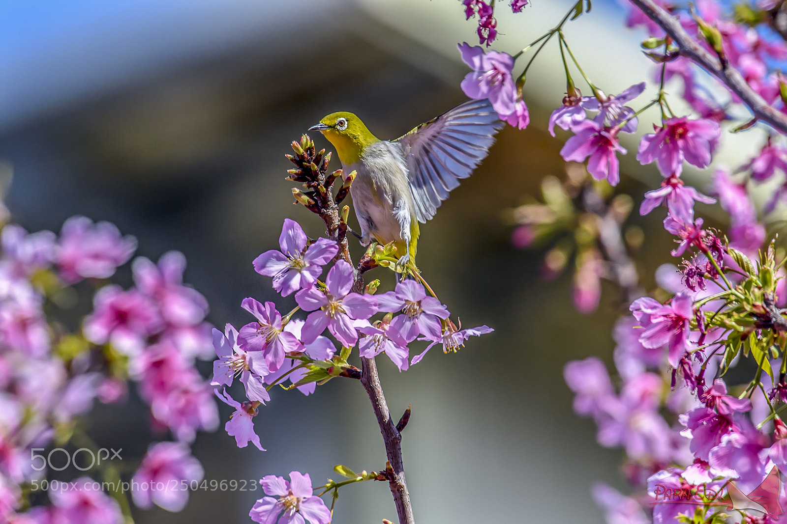 Nikon D5 sample photo. Japanese white-eye photography