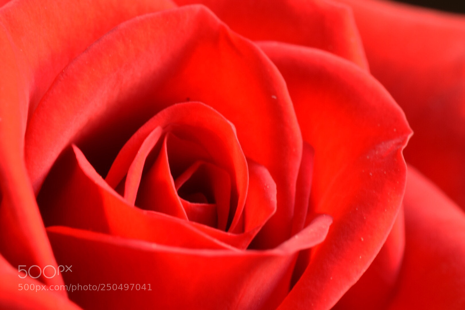 Nikon D5300 sample photo. Flowerprint  photography