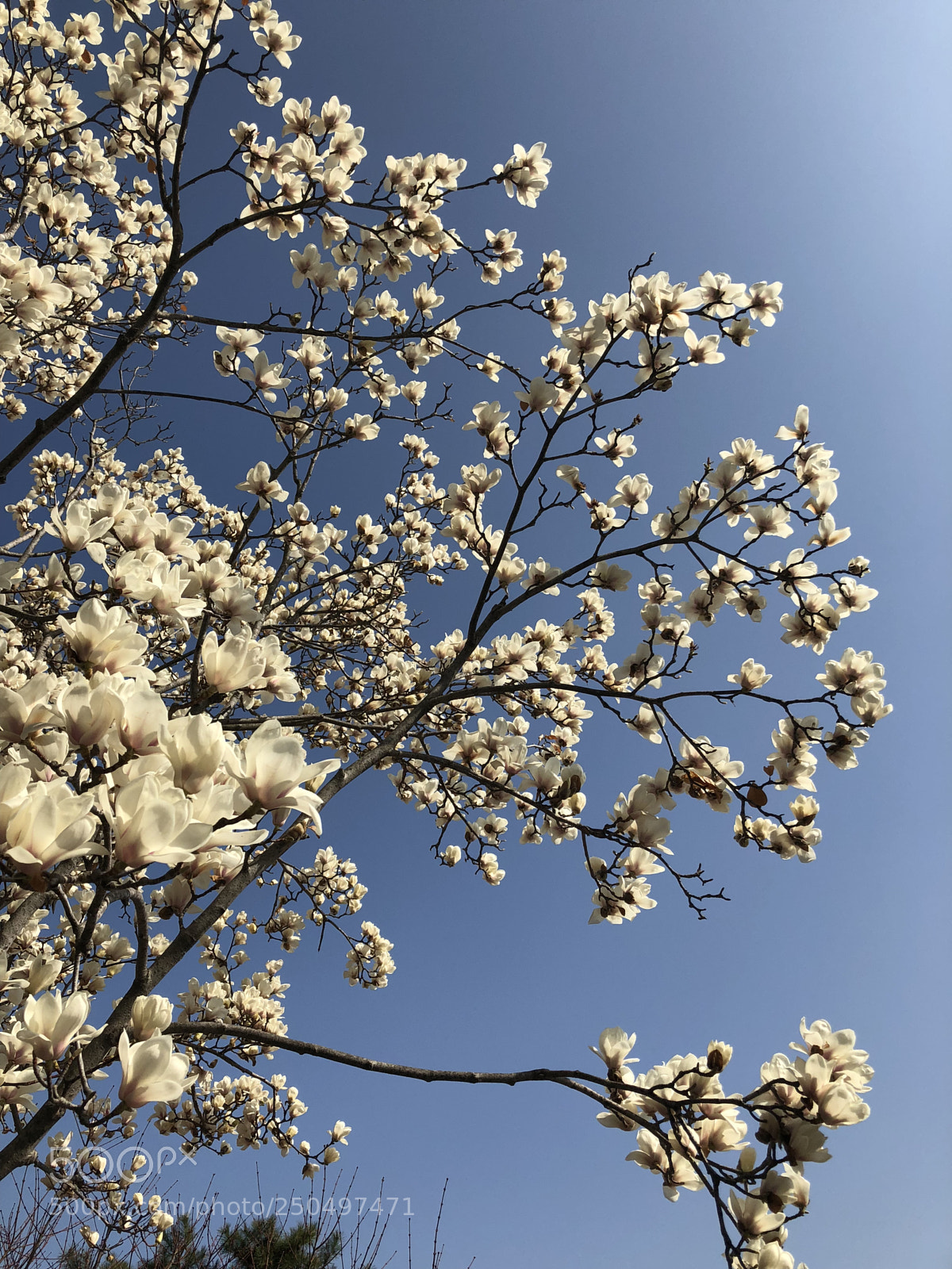 Apple iPhone X sample photo. Campus on a spring photography