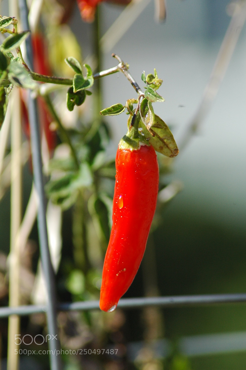 Nikon D70 sample photo. Pepper photography