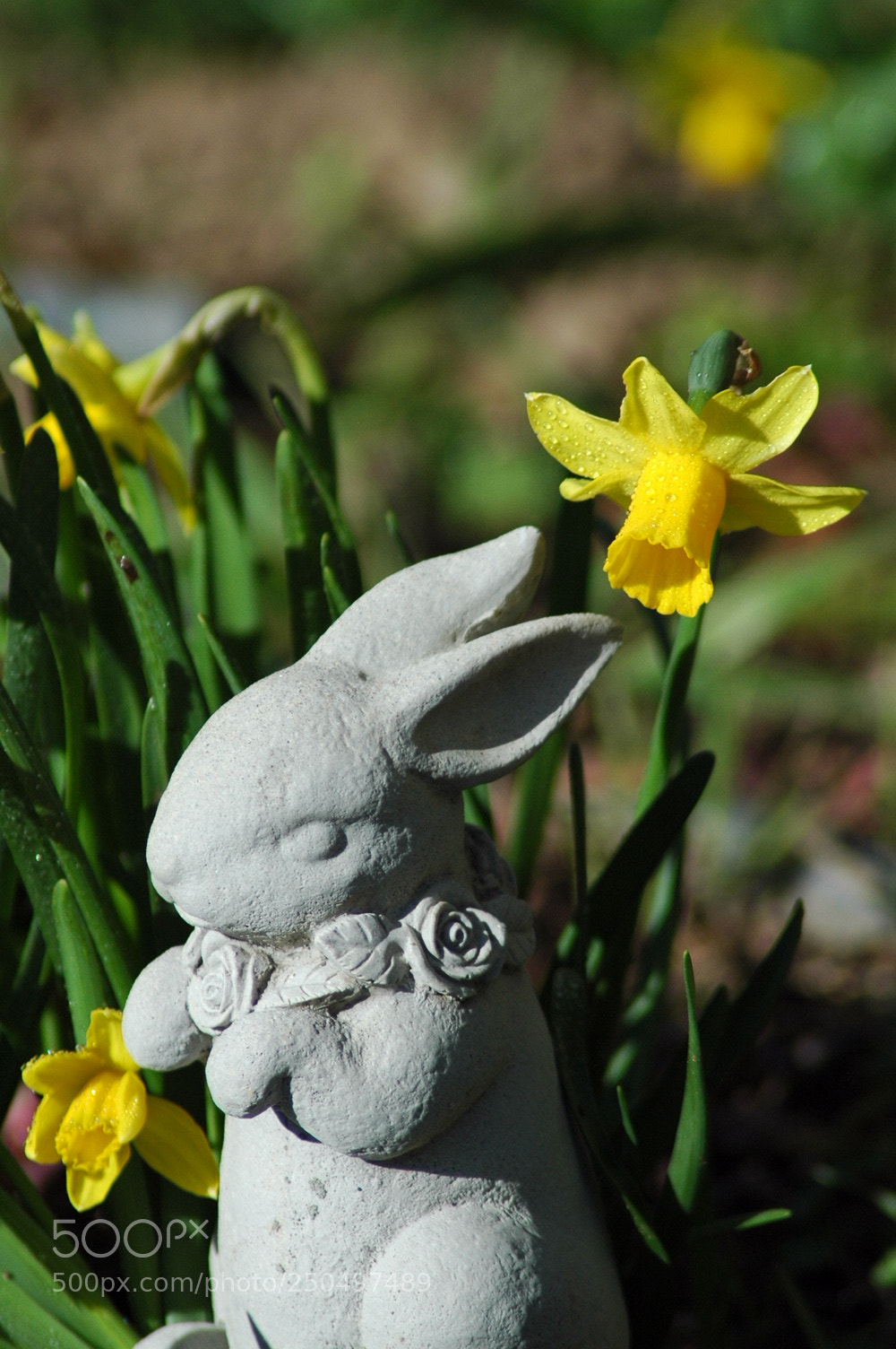 Nikon D70 sample photo. Bunny flower photography