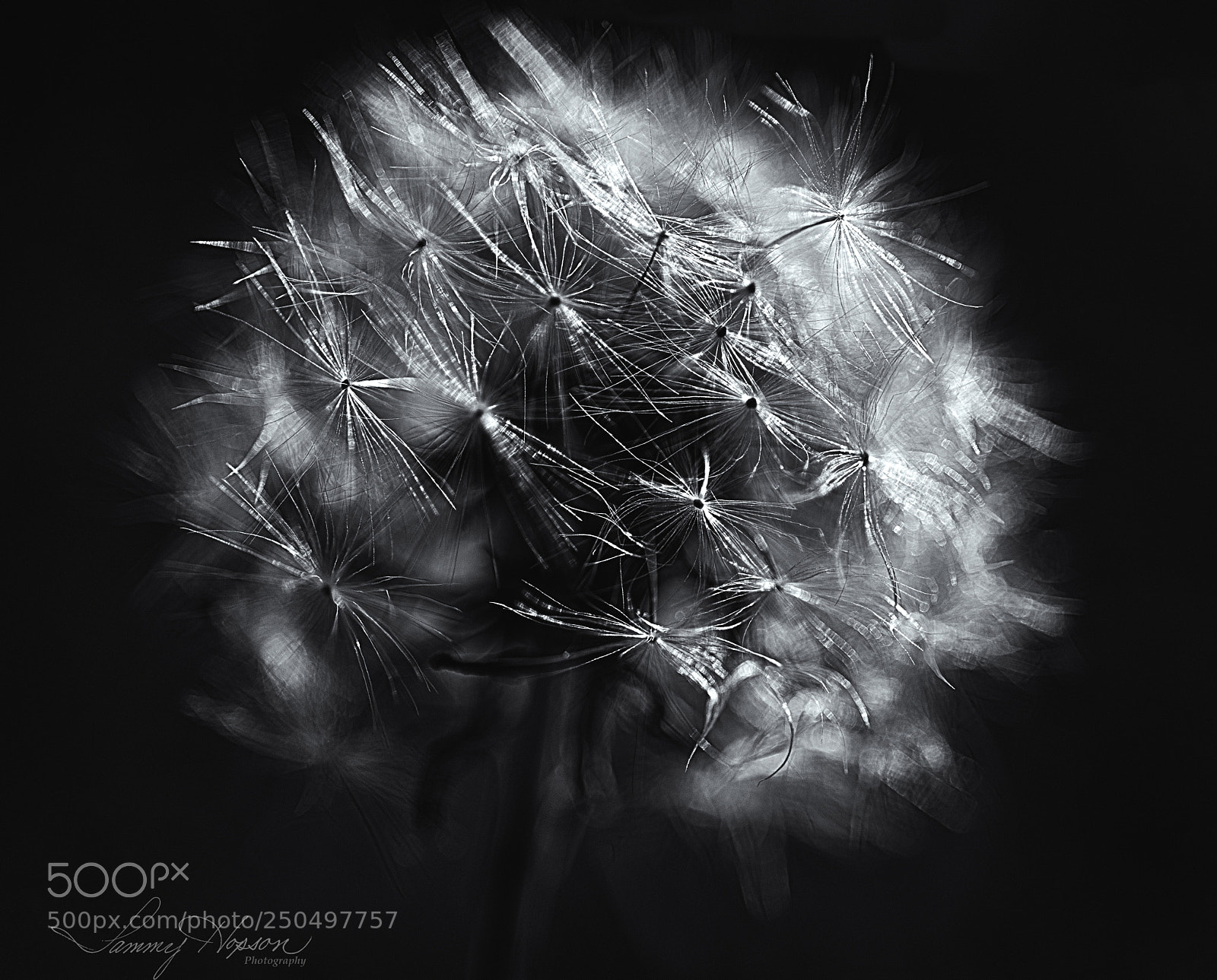 Nikon D800 sample photo. Silver wishes photography