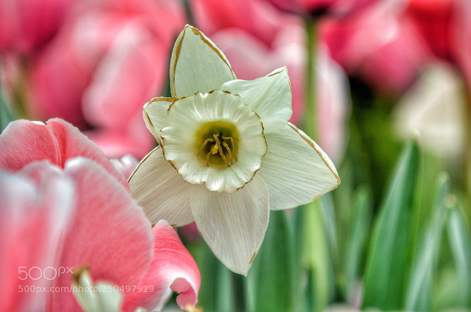Nikon D5100 sample photo. White tulip photography