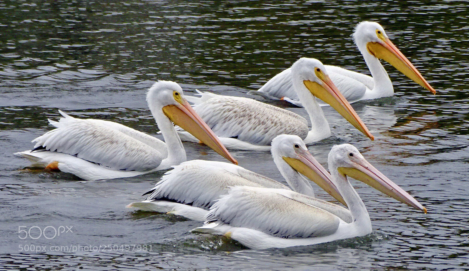 Sony Cyber-shot DSC-HX400V sample photo. Pelicans photography