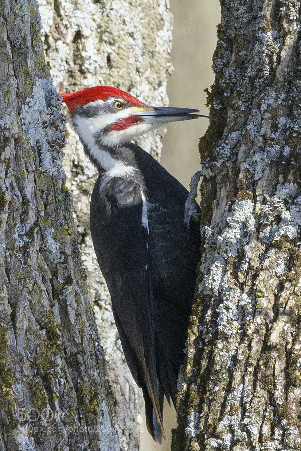 Nikon D850 sample photo. Woodpecker photography