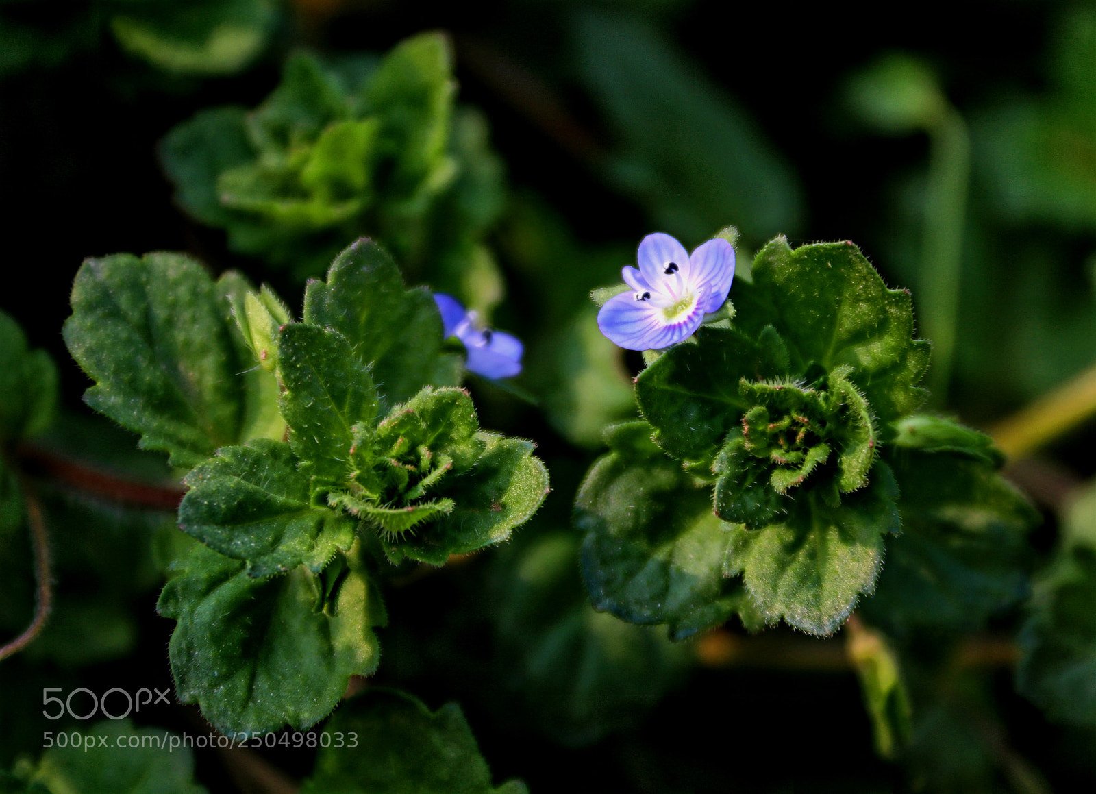 Canon EOS 80D sample photo. 野花 photography