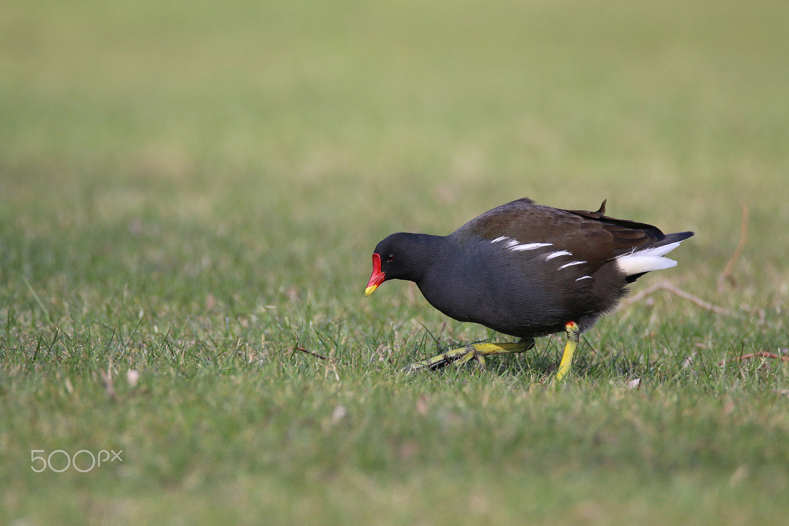 Sigma 150-600mm F5-6.3 DG OS HSM | C sample photo. Moorhen foraging photography