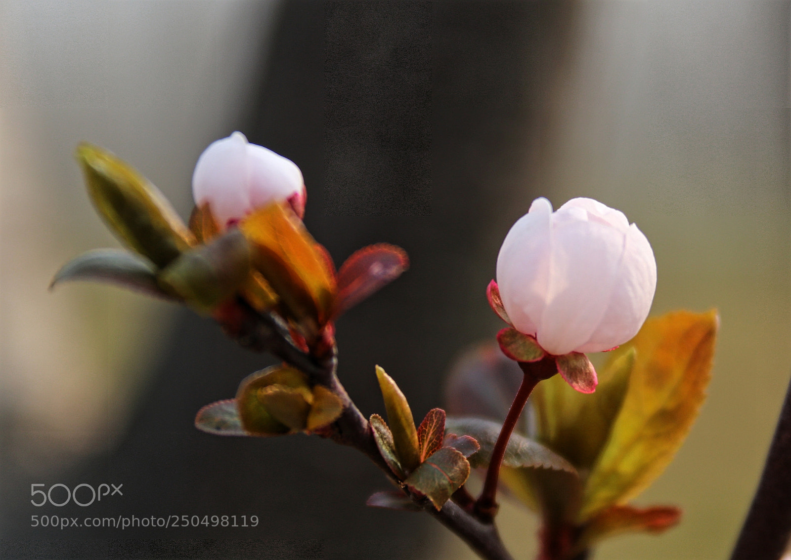 Canon EOS 80D sample photo. 待放 photography