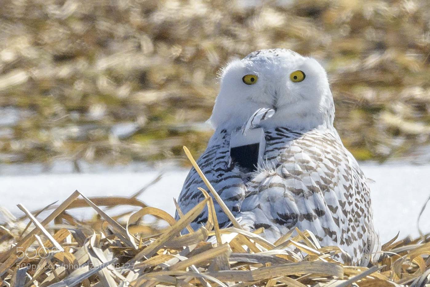 Nikon D850 sample photo. Snowy with cell phone photography