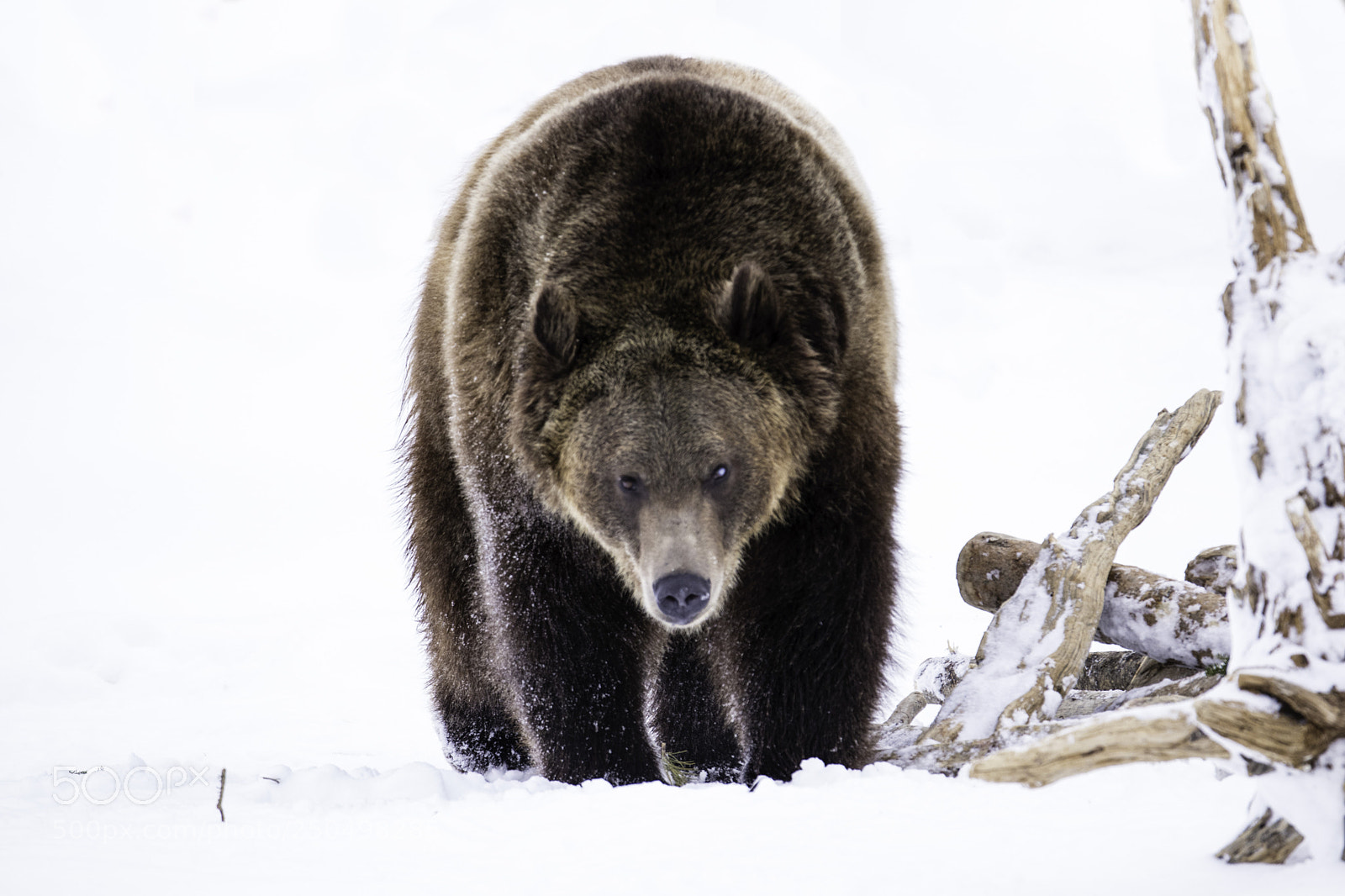 Canon EOS 80D sample photo. Grizzly in a world photography