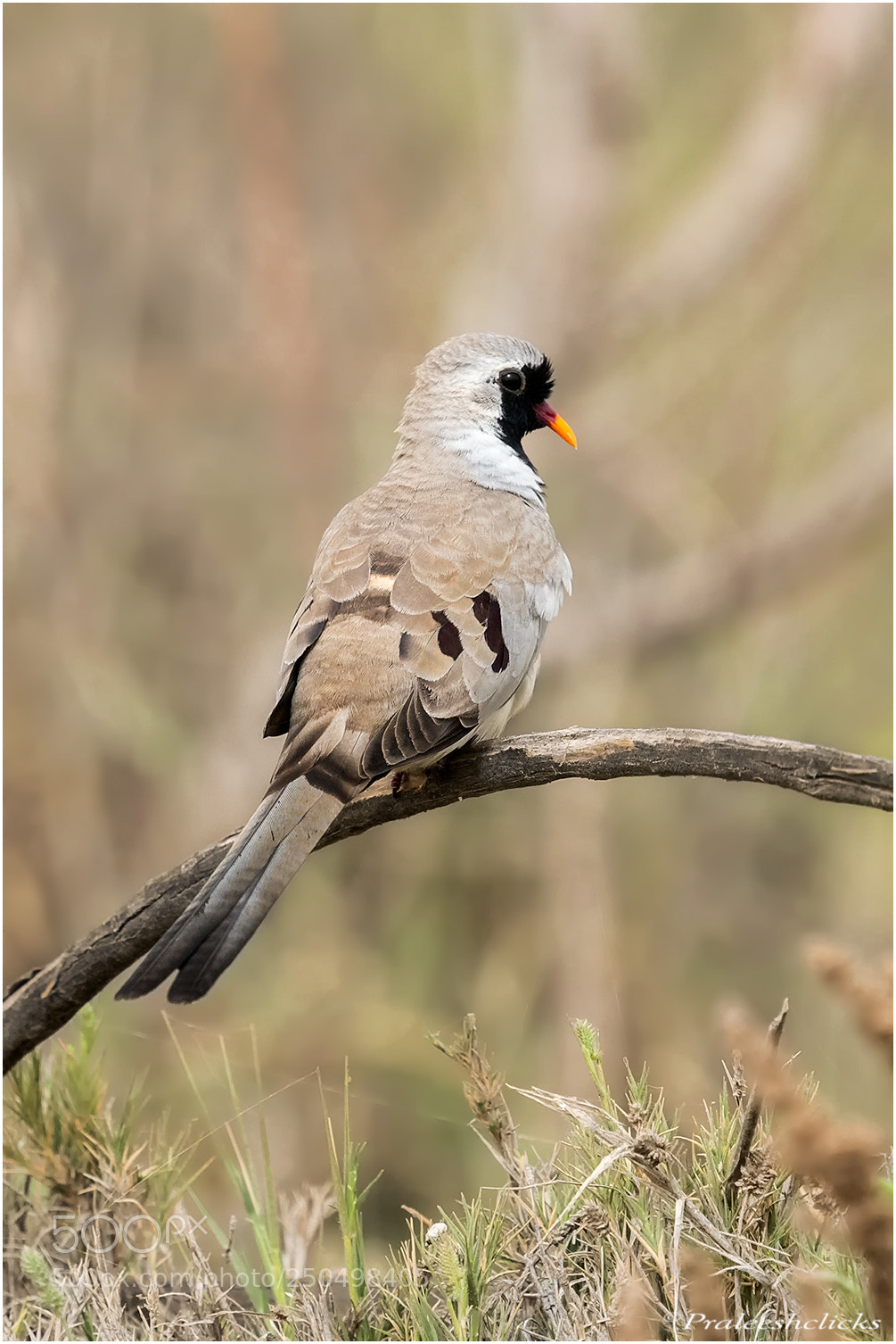Nikon D500 sample photo. Namaqua dove - male photography