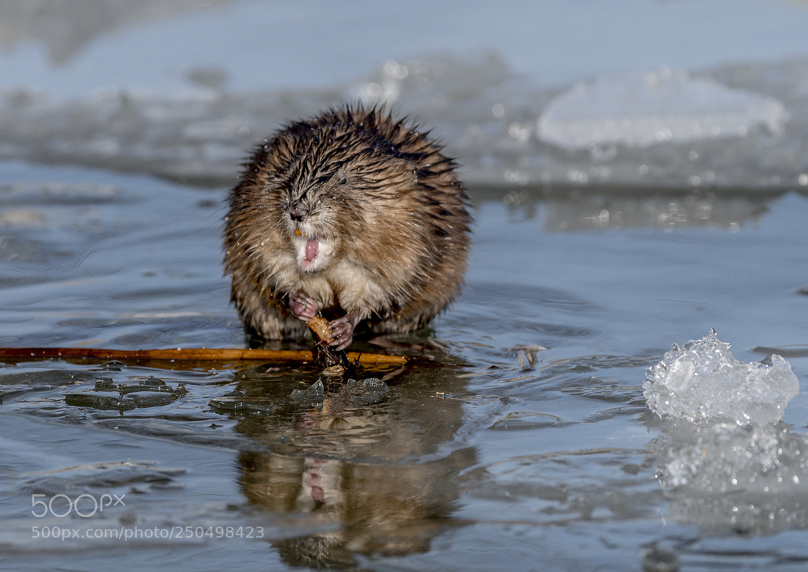 Nikon D850 sample photo. Muskrat photography