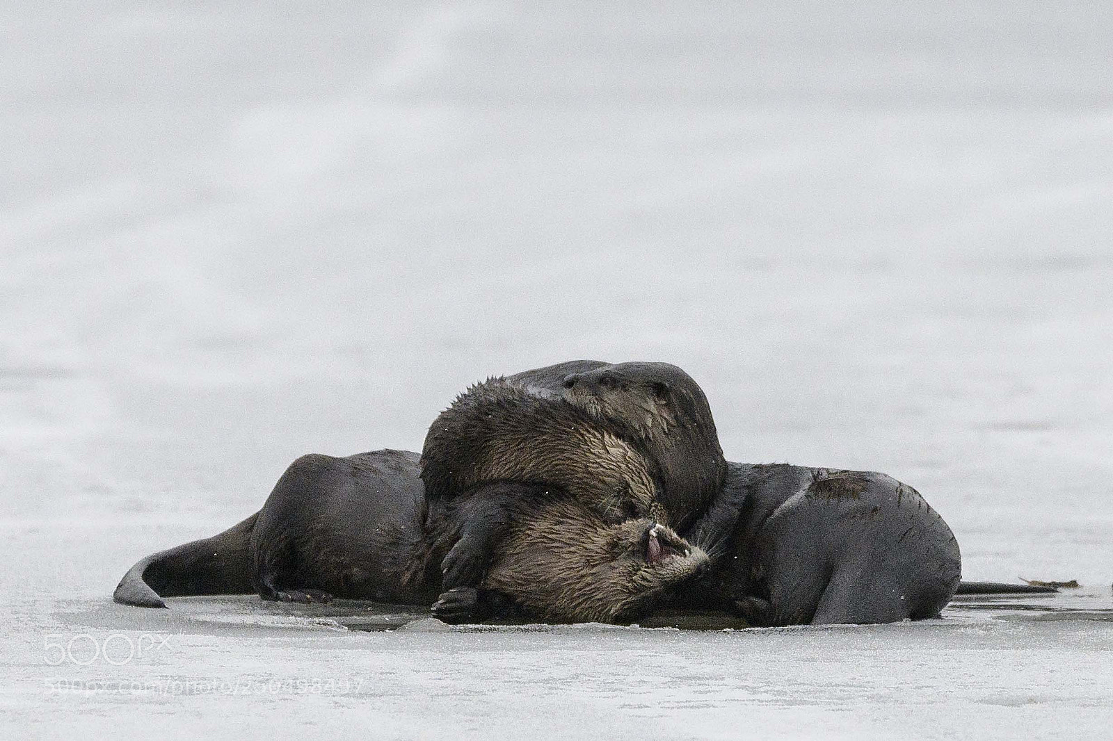 Nikon D850 sample photo. Otter hug photography