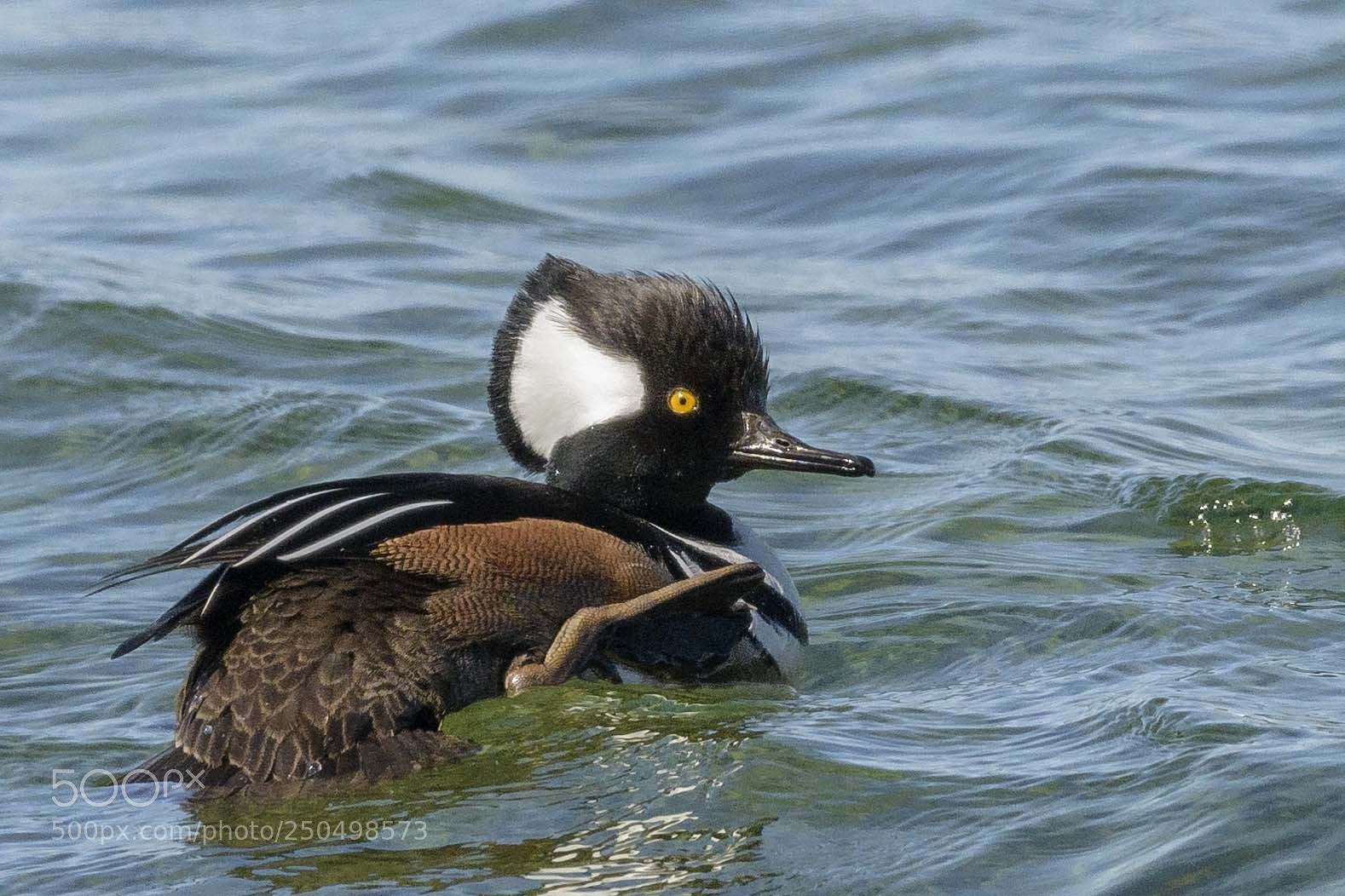Nikon D850 sample photo. Hooded merganser photography