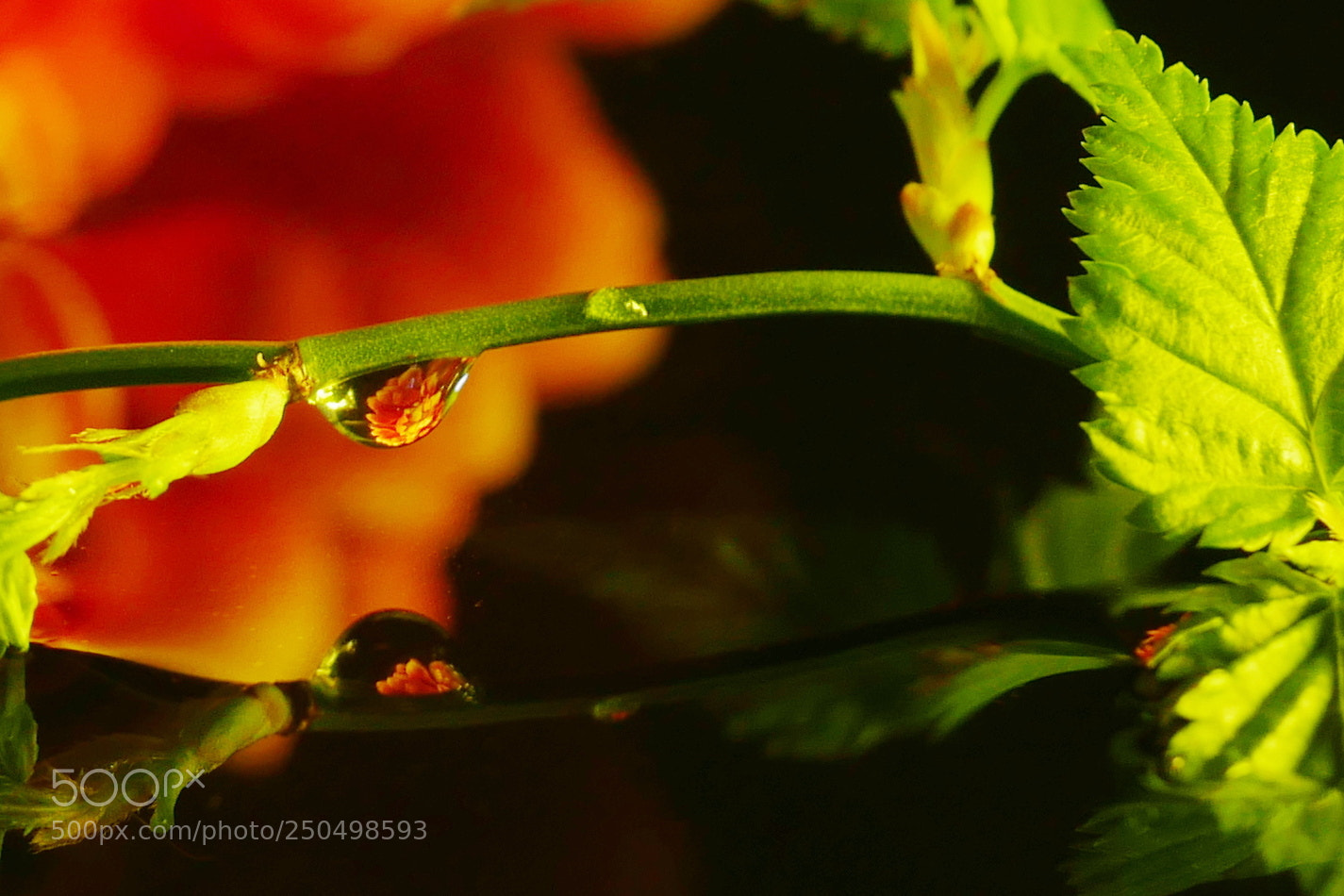 Panasonic Lumix DMC-GX8 sample photo. Drop photography