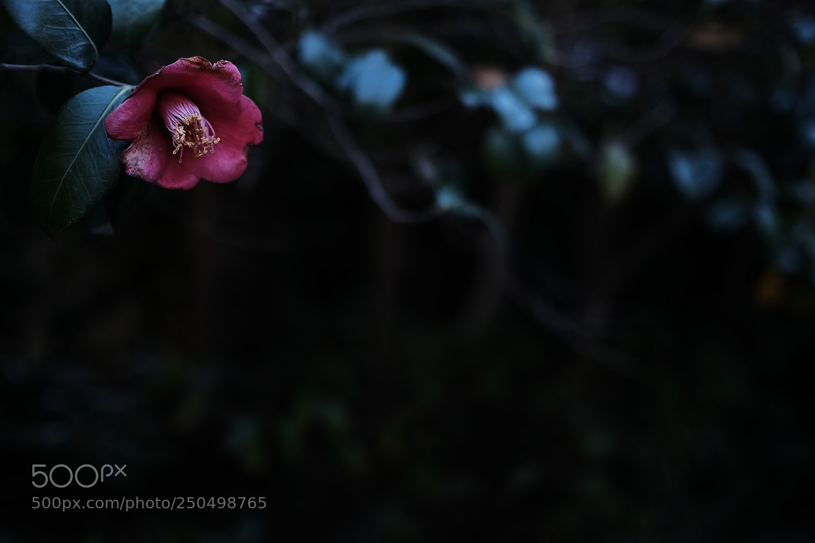 Fujifilm X-T1 sample photo. Untitled photography