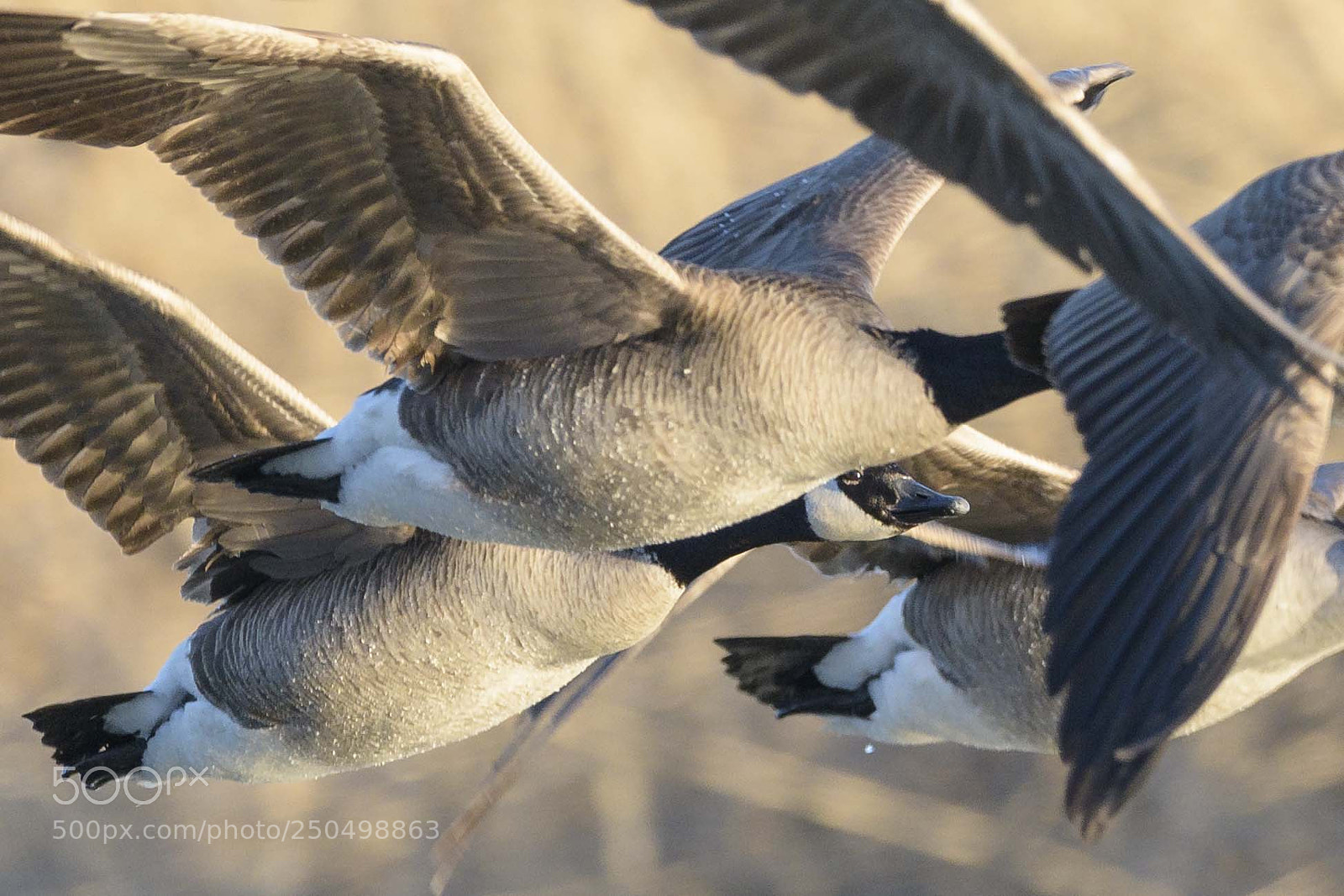Nikon D850 sample photo. Geese photography