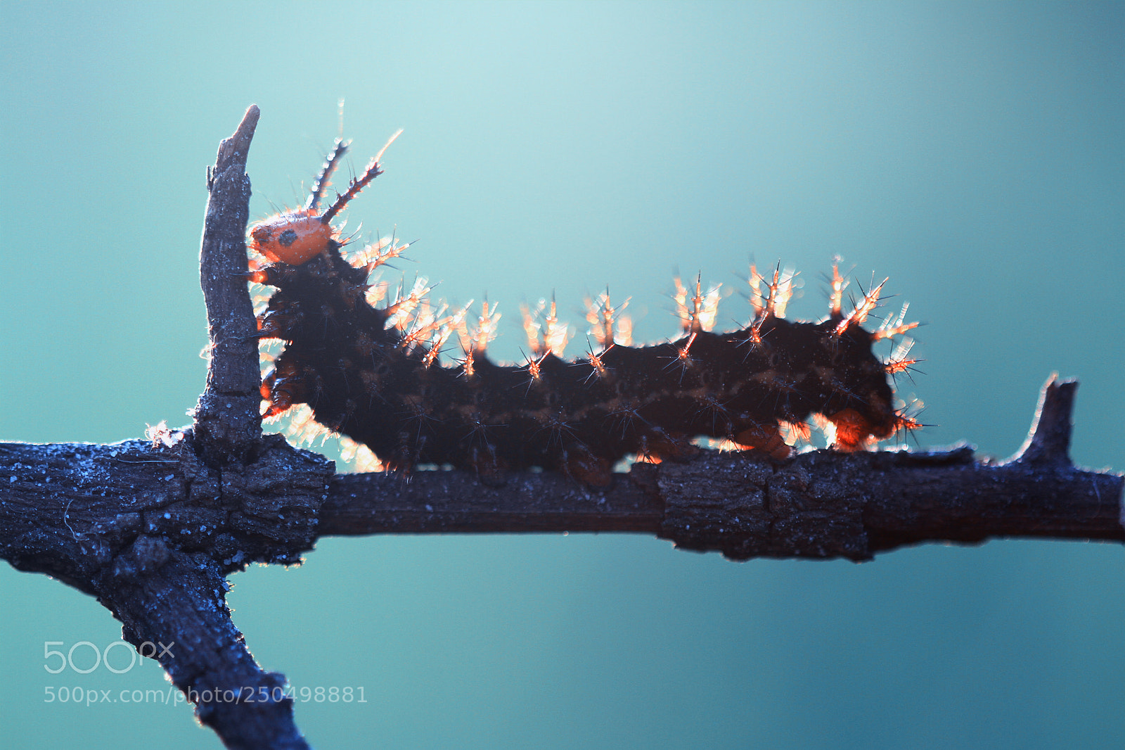 Canon EOS 7D sample photo. Caterpillar photography