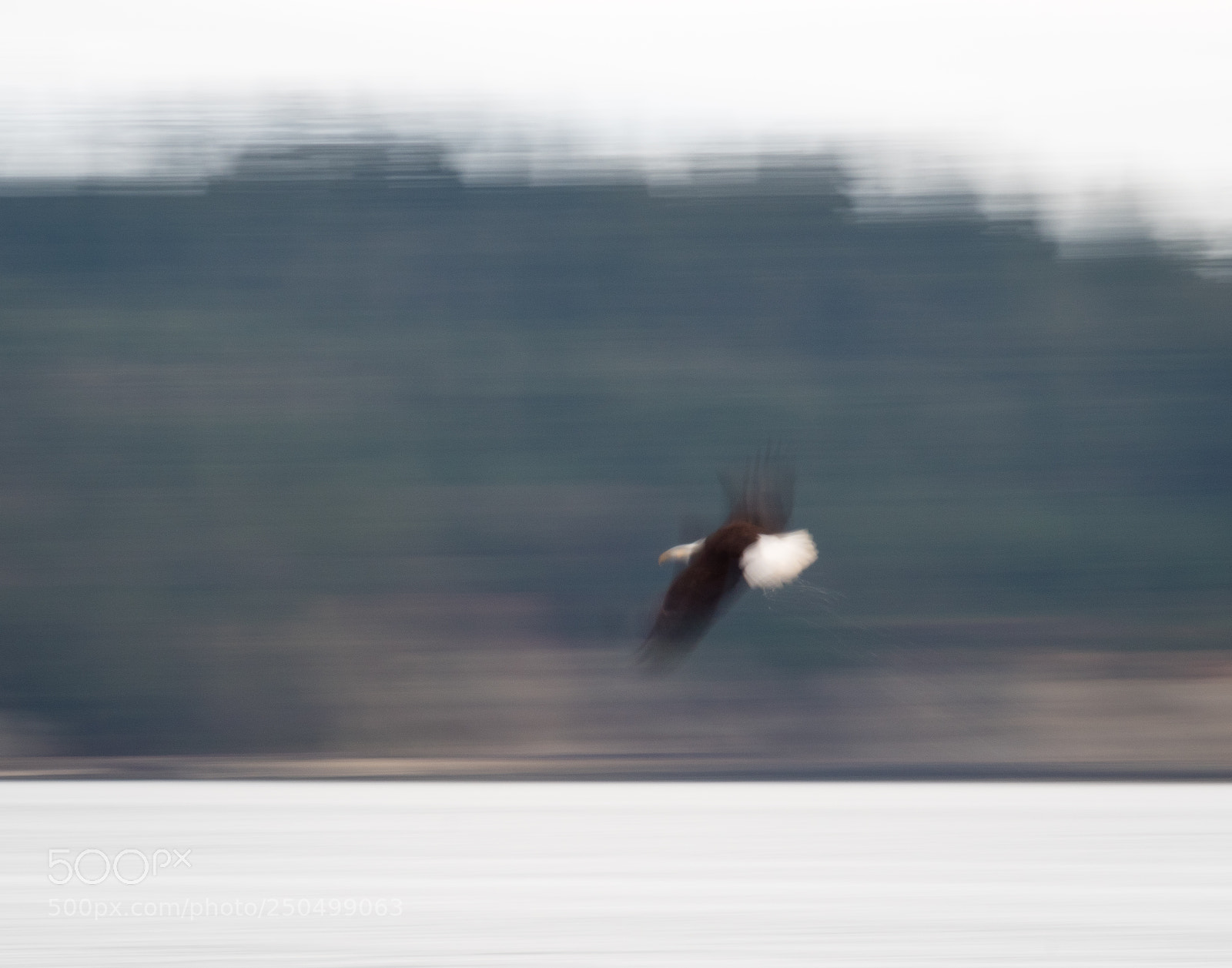 Olympus OM-D E-M5 II sample photo. Bald eagle blur photography