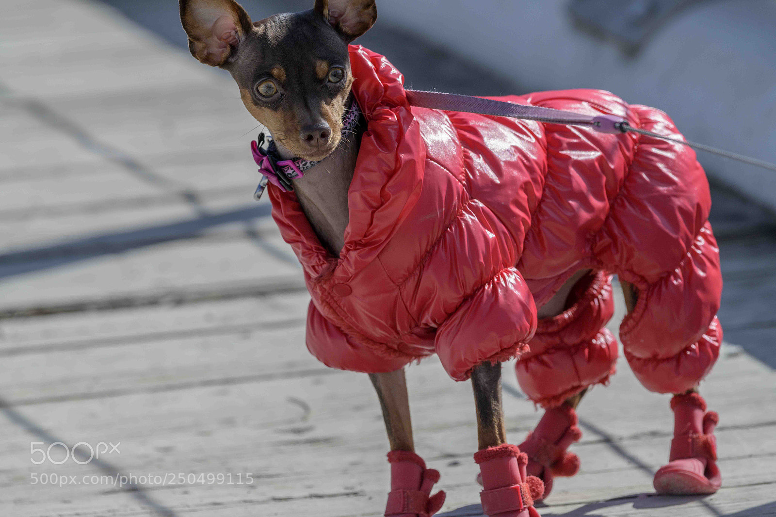 Nikon D850 sample photo. Dog looks cool photography