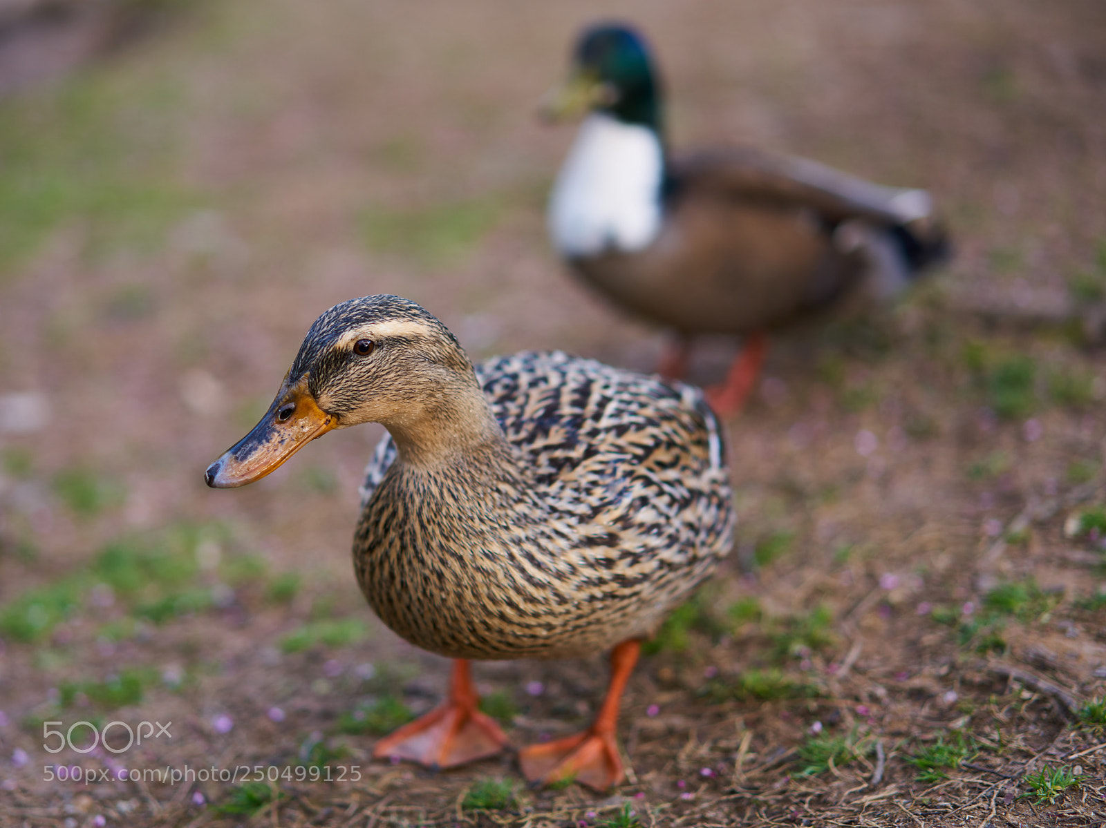 Sony a7R II sample photo. I will pose for photography