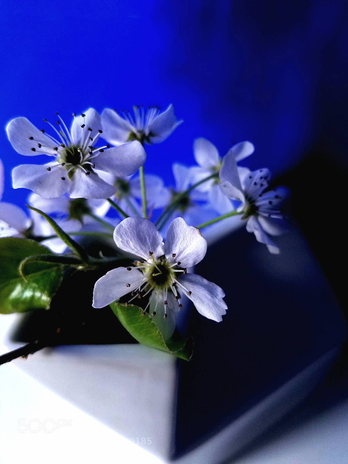 Samsung Galaxy S7 Edge sample photo. Crabapple blossoms photography