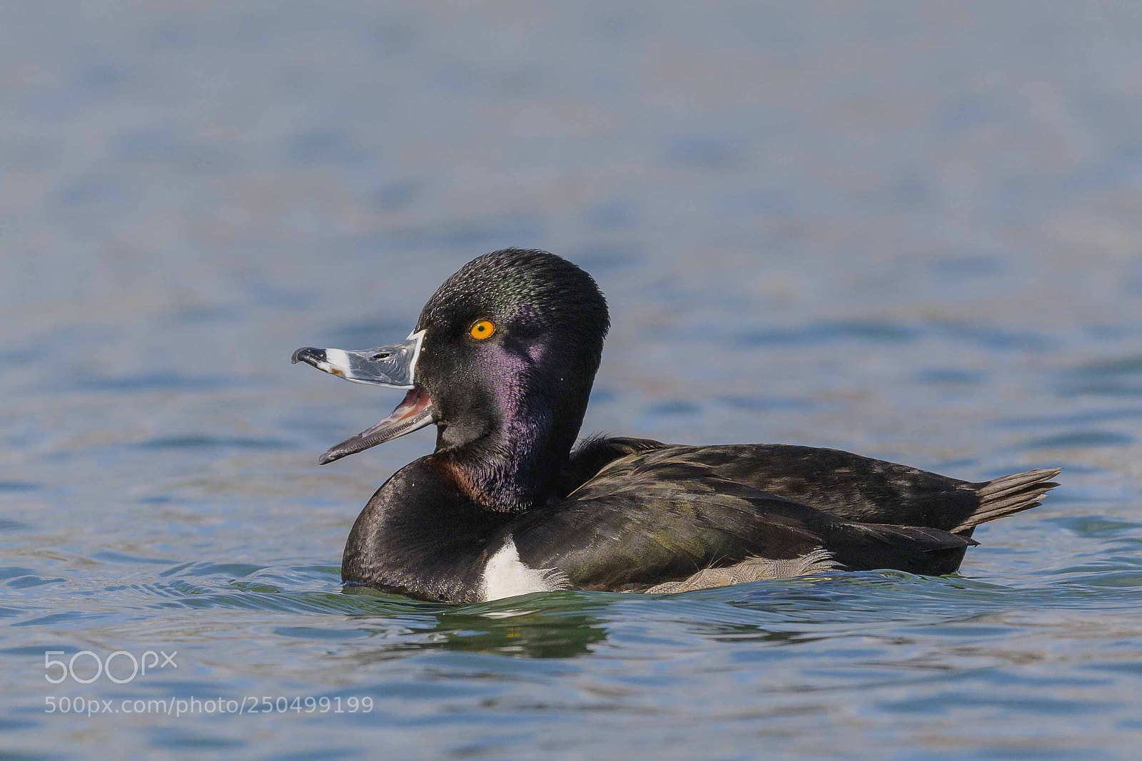 Nikon D850 sample photo. Ringneck photography
