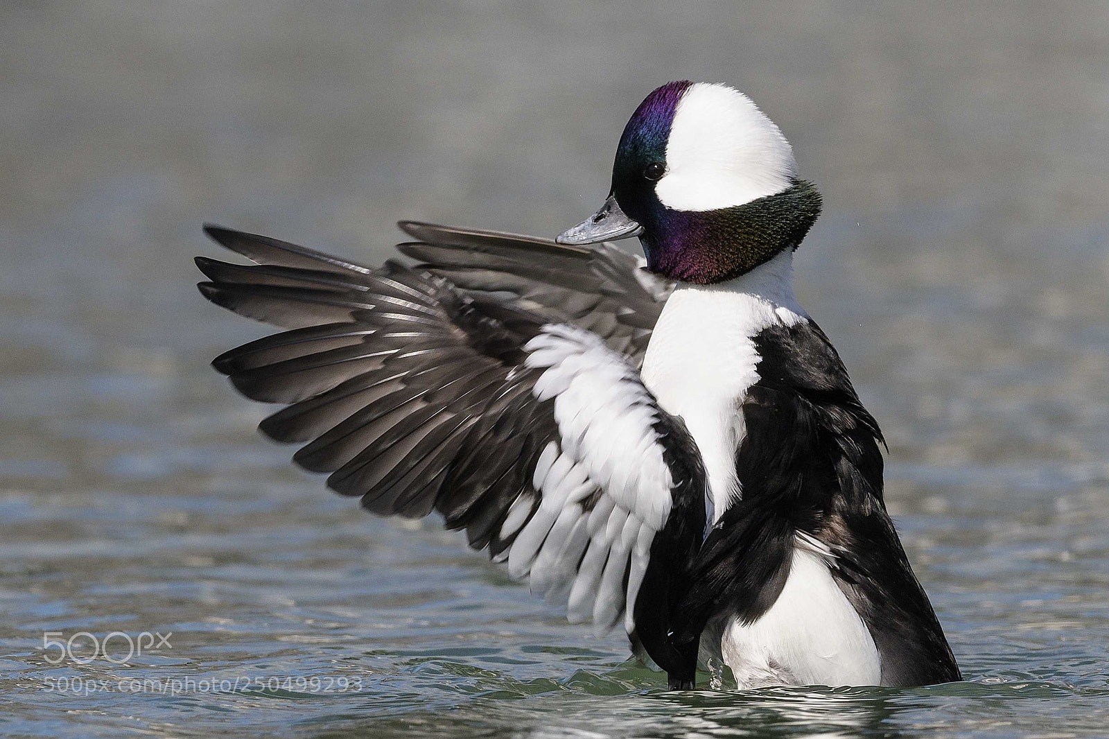 Nikon D850 sample photo. Bufflehead photography
