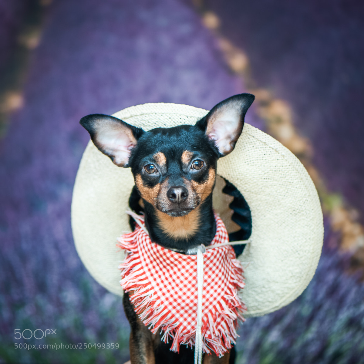 Nikon D700 sample photo. Dog fermer ).jpg photography