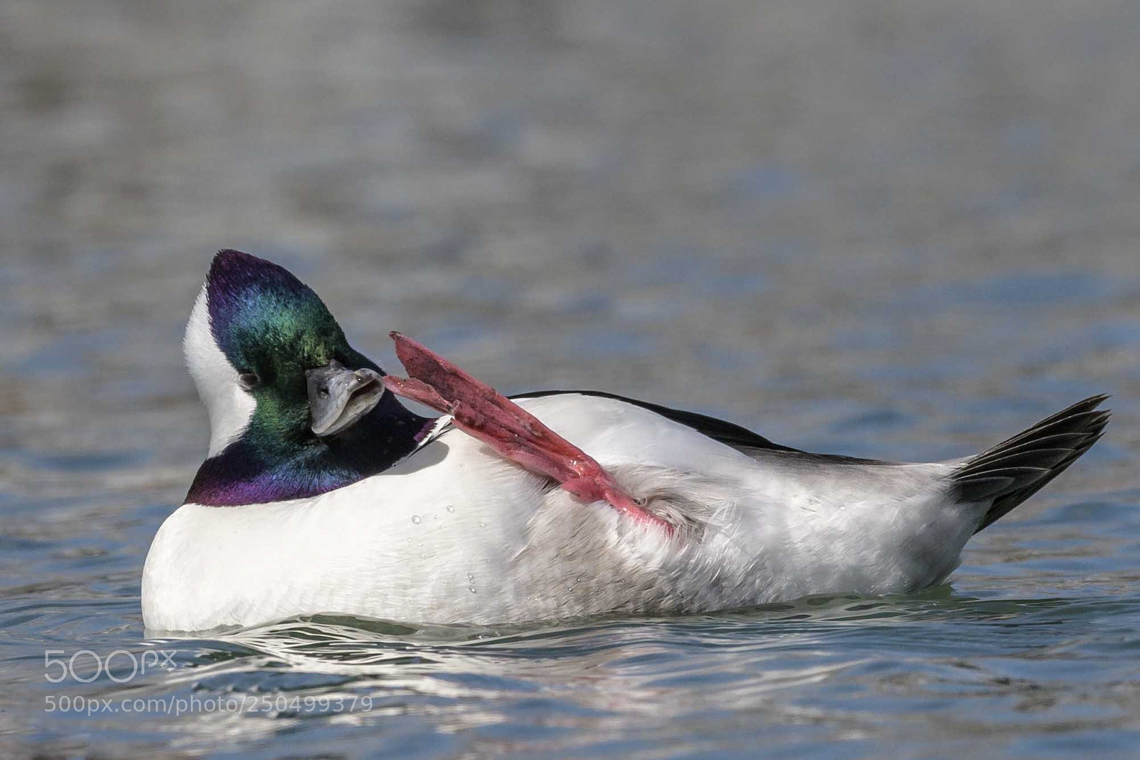 Nikon D850 sample photo. Bufflehead photography