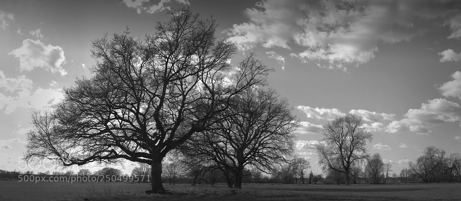 Canon EOS 700D (EOS Rebel T5i / EOS Kiss X7i) sample photo. Baum in der siegaue photography