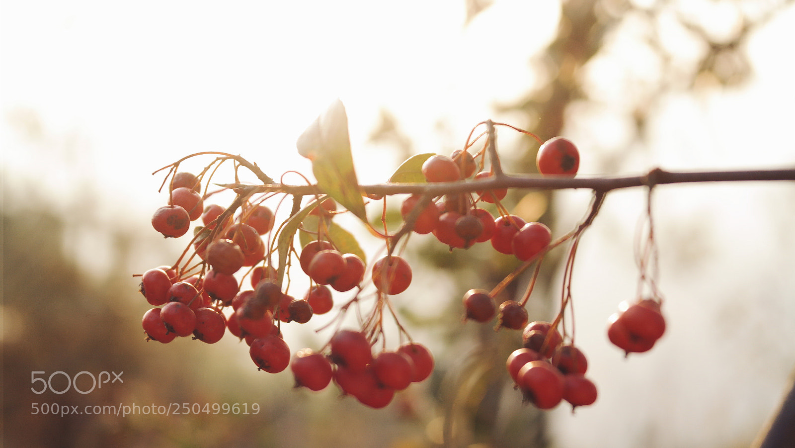 Samsung NX2000 sample photo. 果实 photography
