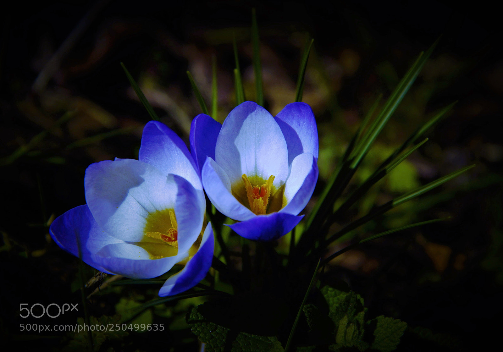 Canon EOS 60D sample photo. Crocuses -- 番红花 photography