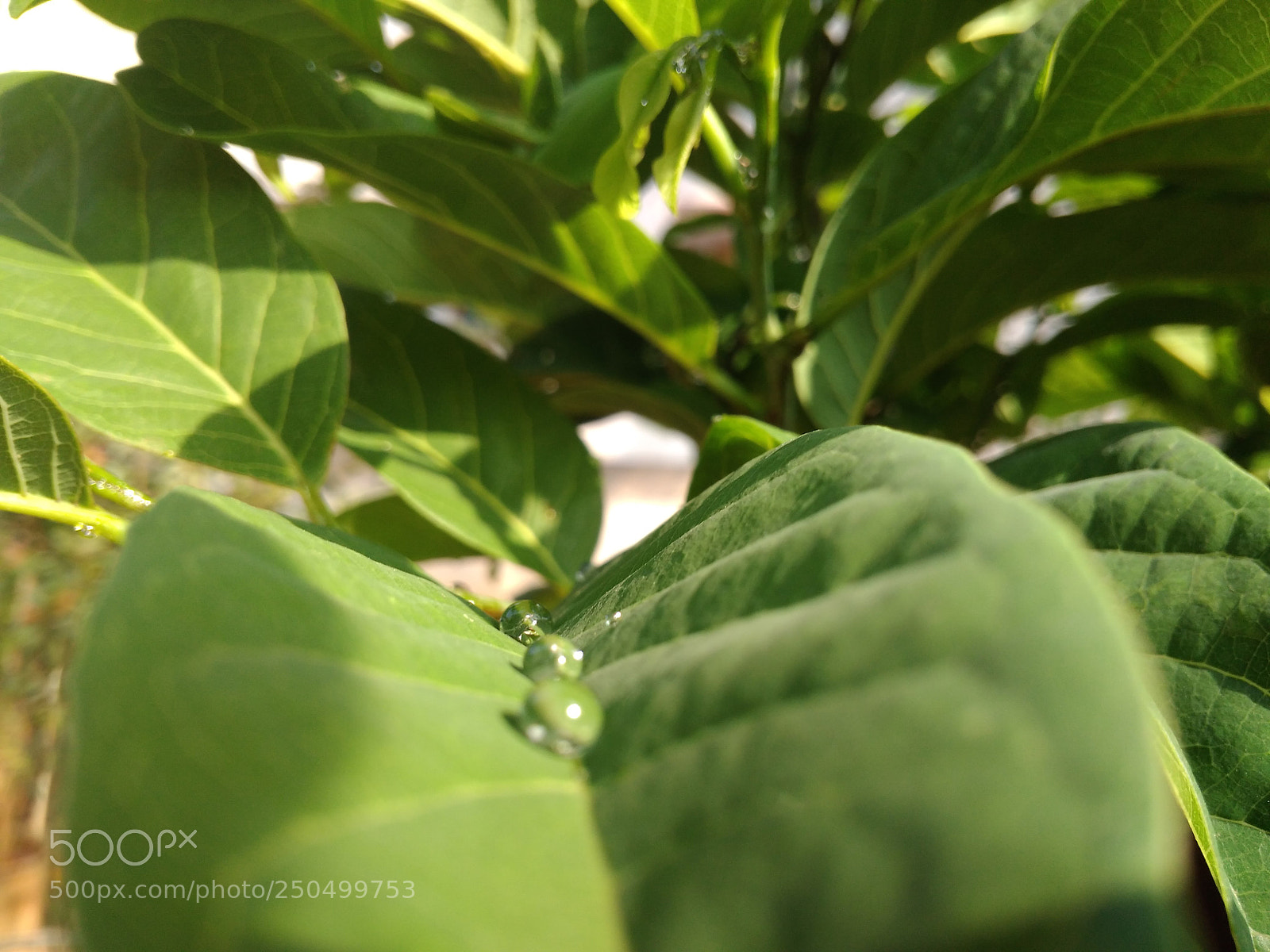 Xiaomi Redmi 4A sample photo. Untitled photography