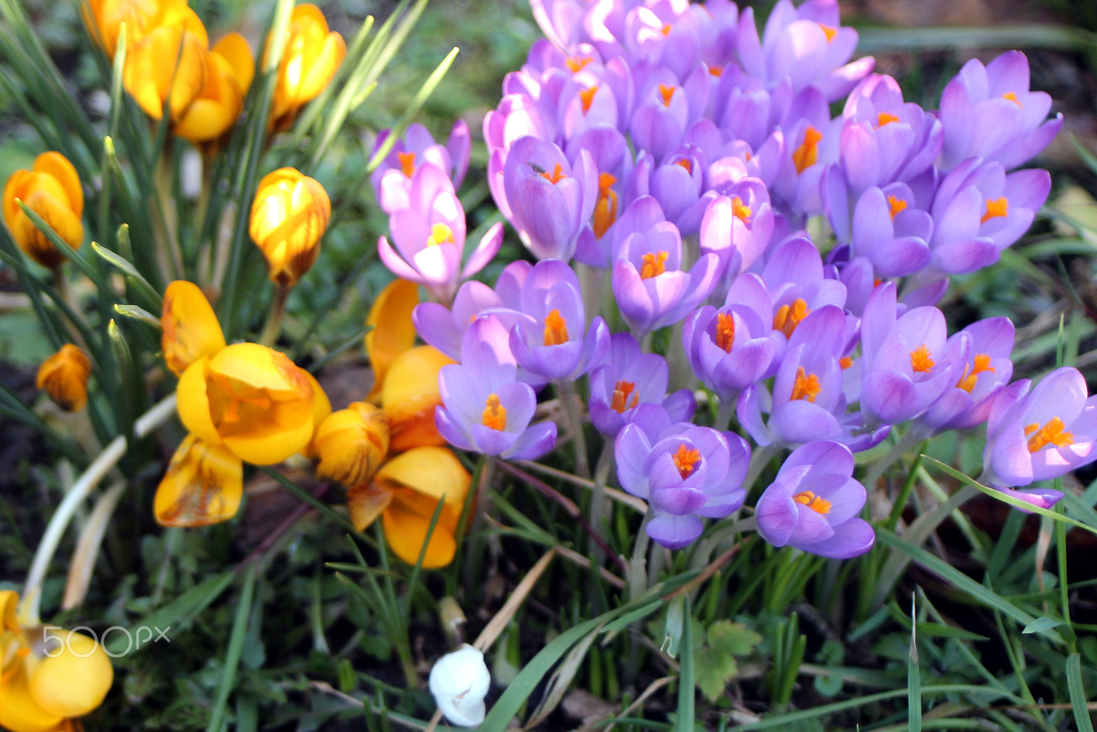 Canon EOS 650D (EOS Rebel T4i / EOS Kiss X6i) sample photo. Img photography