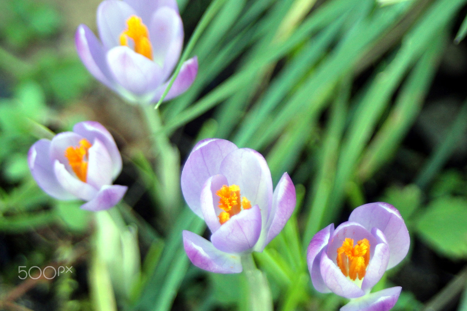 Canon EOS 650D (EOS Rebel T4i / EOS Kiss X6i) sample photo. Img photography