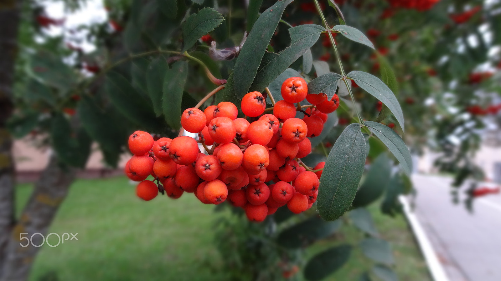 Sony Cyber-shot DSC-HX10V sample photo. A bunch of red berries on a branch photography