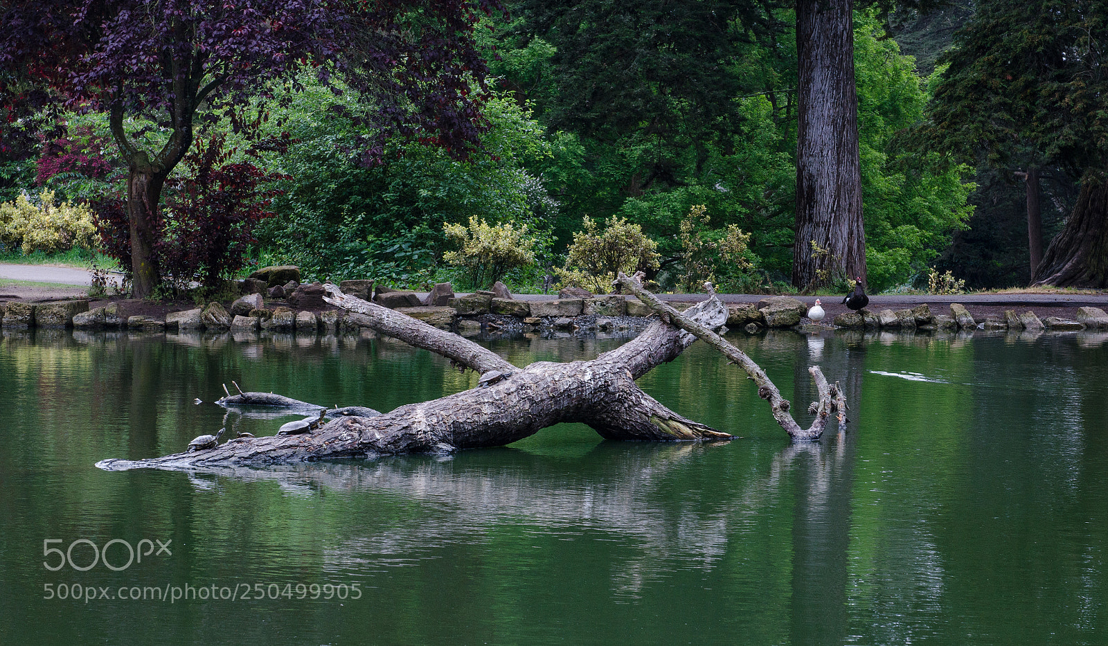 Nikon D5100 sample photo. Reflections in stillness photography