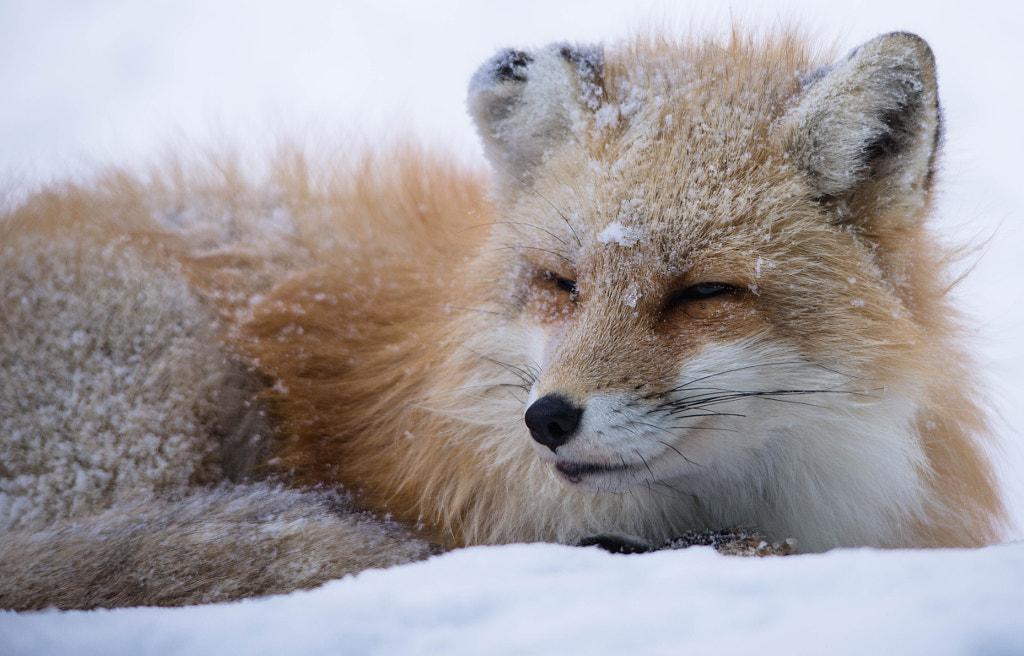  RED FOXES FACTSsleepy snow day by James Rodriguez on 500px.com