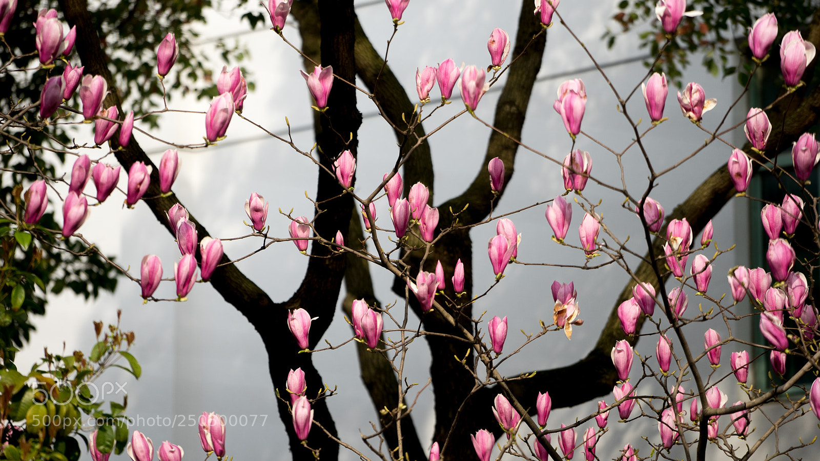 Sony a7 sample photo.  shanghai spring #4 photography