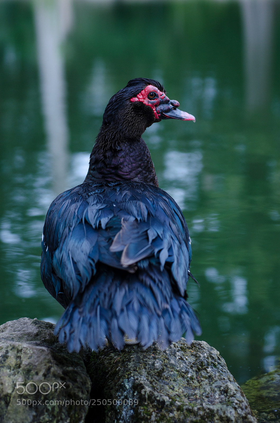 Nikon D5100 sample photo. Bird watching photography