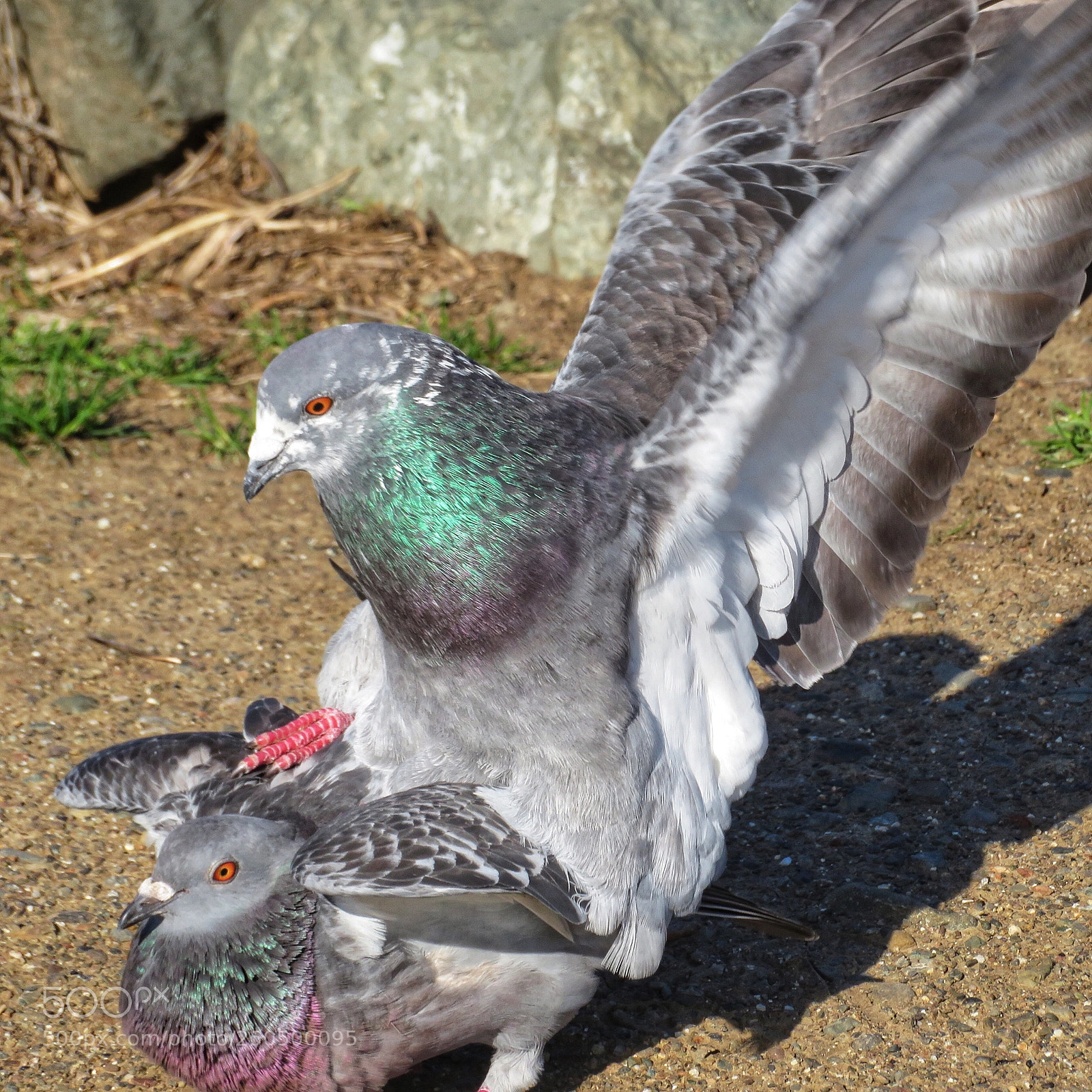 Canon PowerShot SX720 HS sample photo. Mating pigeons photography