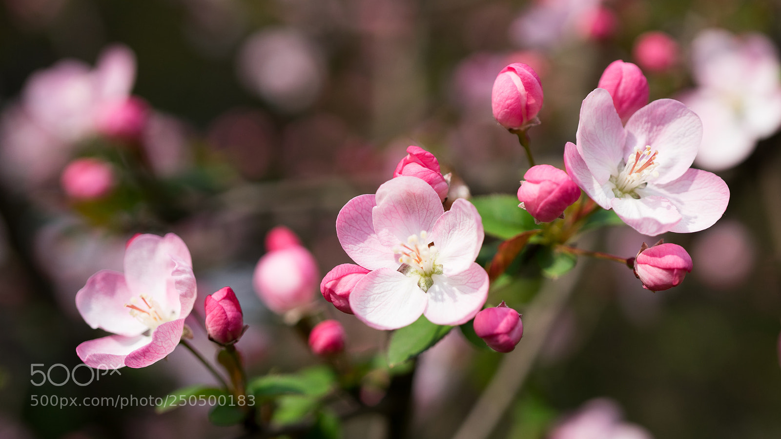 Sony a7 sample photo. Shanghai spring #5 photography