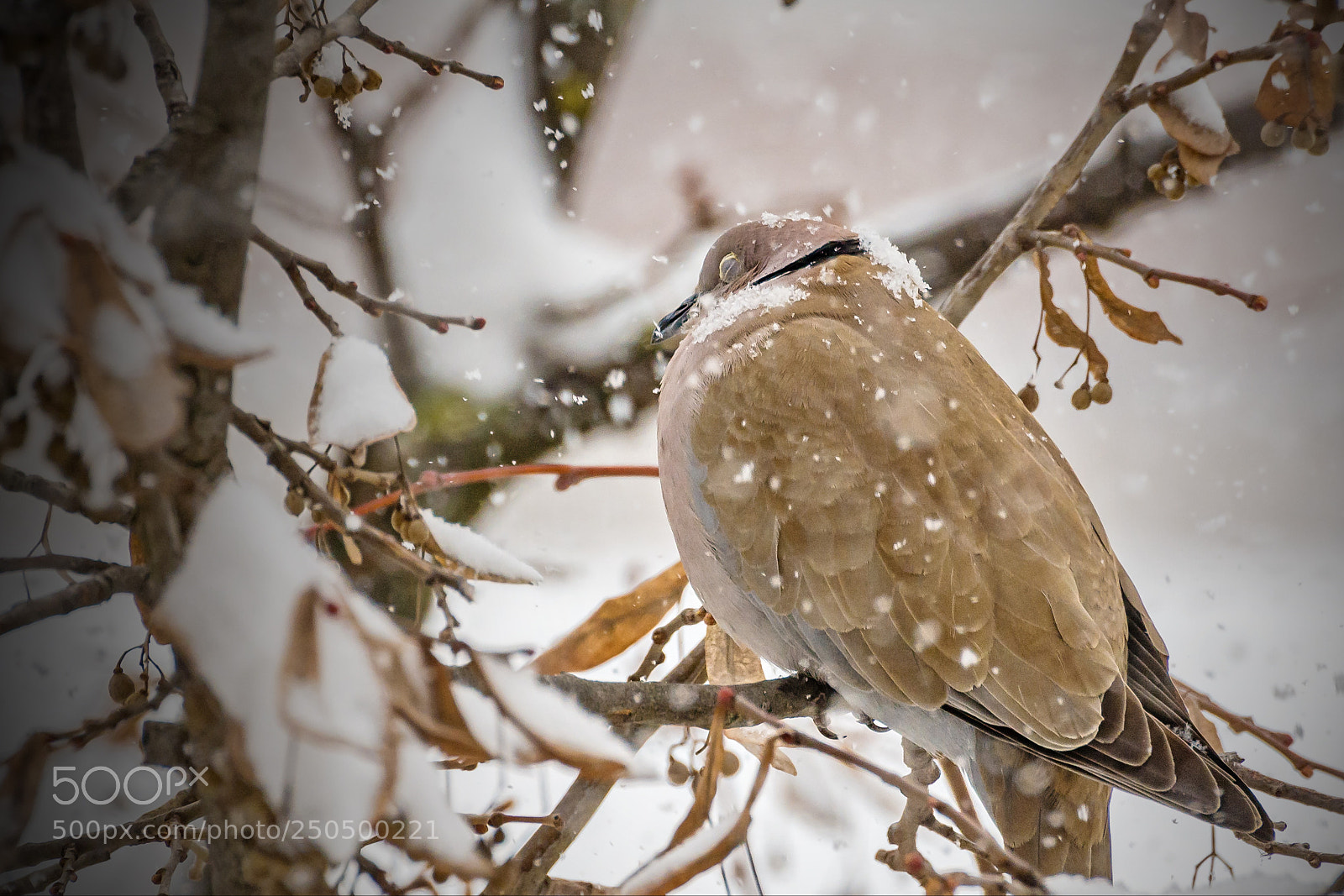 Nikon D7200 sample photo. Dreaming about spring photography